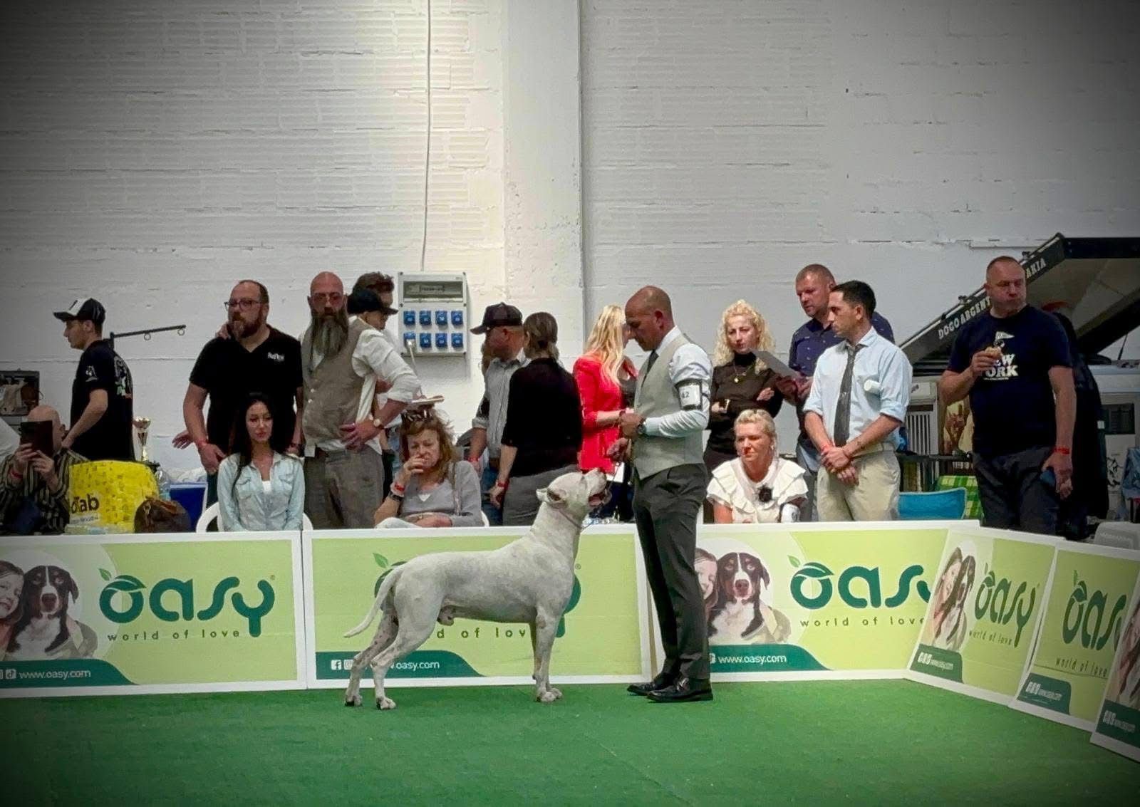 El Estándar del Dogo Argentino