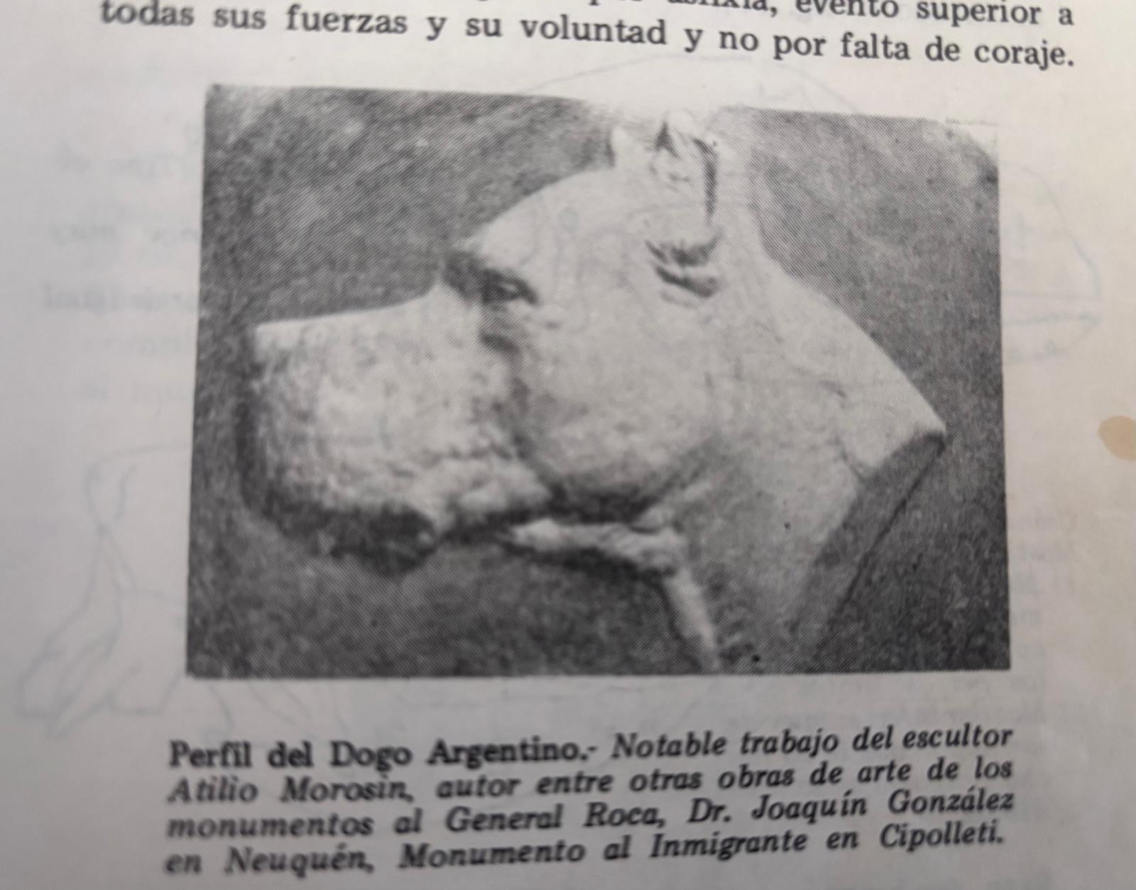 La conformación física y anatómica del Dogo Argentino